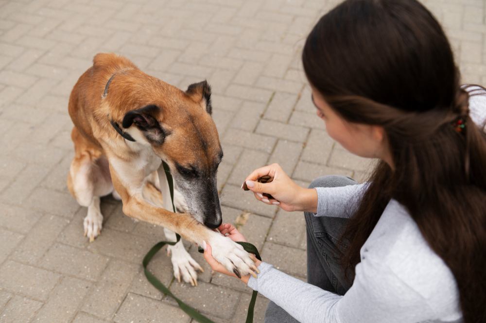The Property Manager’s Guide to Pets and Assistance Animals