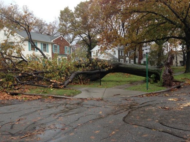 What to Do When Your Neighbor’s Tree Falls on Your Rental Property