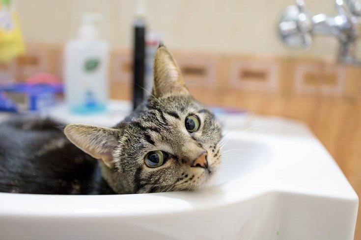 The Pros and Cons of Allowing Pets in Your Rental